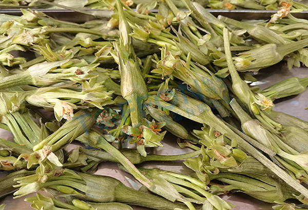 水芙蓉凍干：藥材冷凍干燥機(jī)應(yīng)用水芙蓉凍干